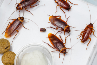 Want to get rid of cockroaches from home? 5 simple remedies to keep the roaches away