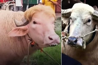 Watch: Bangladesh's viral buffaloes resembling Donald Trump and Benjamin Netanyahu steal spotlight