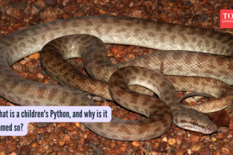 What is a children's Python, and why is it named so?