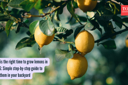 What is the right time to grow lemons in the US: Simple step-by-step guide to grow them in your backyard