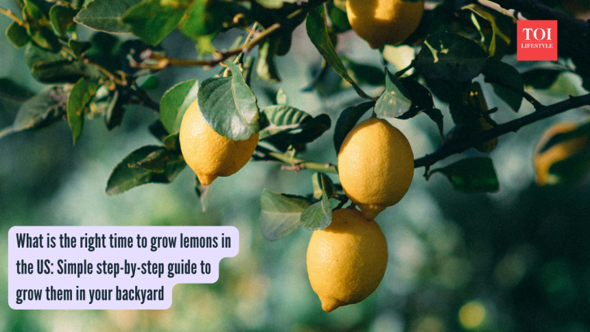 What is the right time to grow lemons in the US: Simple step-by-step guide to grow them in your backyard