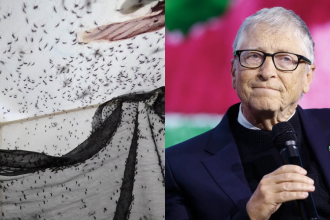 Why a Bill Gates-backed insect factory releases 30 million mosquitoes every week