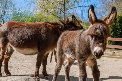 Why China's anti-ageing dreams are pushing donkeys into extinction