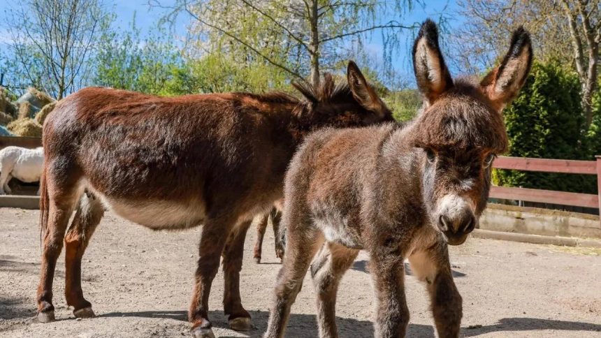 Why China's anti-ageing dreams are pushing donkeys into extinction