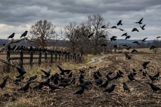 Why crows are considered the smartest birds in the world and seem to remember human faces