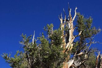 Why the 5,000-year-old Bristlecone Pine forgot how to age