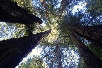 Why the world’s tallest tree is hidden from tourists
