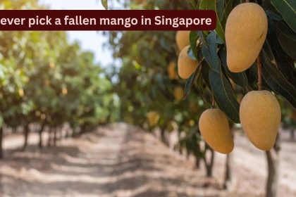 Why you should never pick a fallen mango in Singapore: This can happen to you