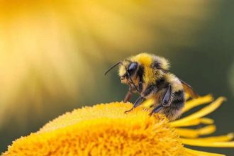 World Bee Day campaign encourages public to protect declining UK pollinators