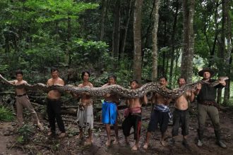 World’s longest wild snake in Indonesia: The 23-foot ‘Baroness’ that stunned scientists and raised conservation concern