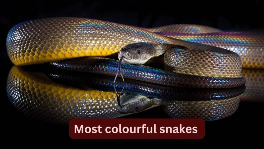 10 most colourful snakes in the world and where to spot them in the wild