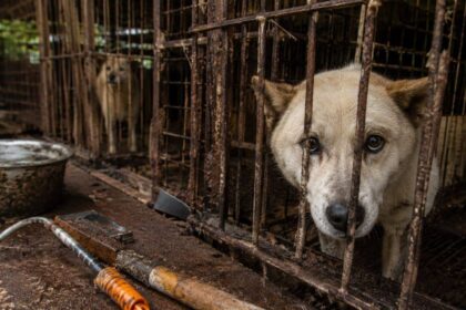 4 lakh dogs vanished before South Korea's meat ban. Where did hundreds of thousands of dogs go?