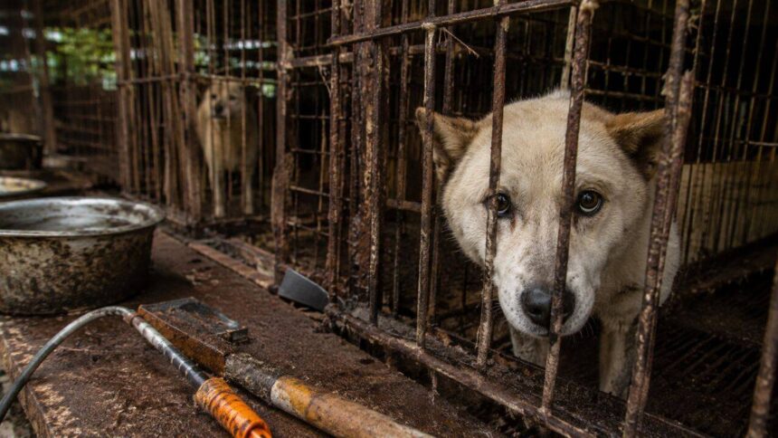 4 lakh dogs vanished before South Korea's meat ban. Where did hundreds of thousands of dogs go?