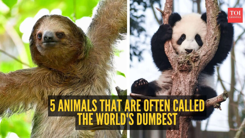 5 animals that are often called the world's dumbest