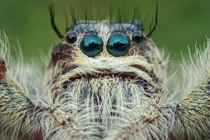 5 animals that liquify and digest prey outside of their body