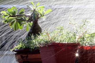 5 balcony garden mistakes to avoid during the rainy season