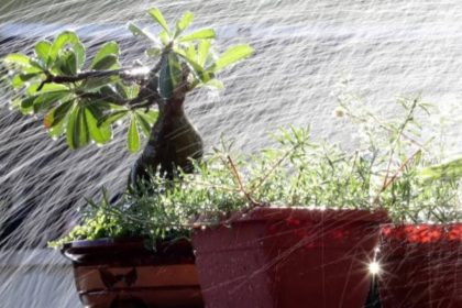 5 balcony garden mistakes to avoid during the rainy season