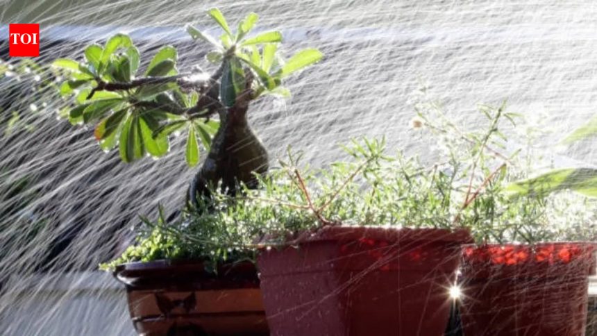 5 balcony garden mistakes to avoid during the rainy season