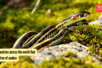 5 countries across the world that are free of snakes