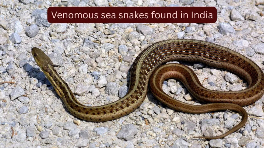 5 highly venomous sea snakes found in Indian waters and where they are found