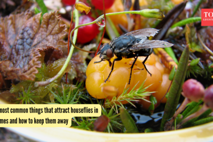 5 most common things that attract houseflies in homes and how to keep them away