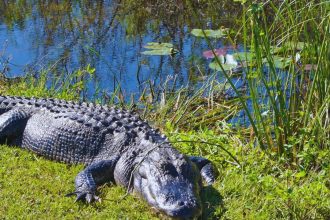 5 national parks in the USA perfect for wildlife lovers and the best time to visit them