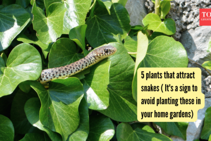 5 plants that attract snakes ( It's a sign to avoid planting these in your home gardens)