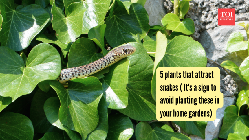5 plants that attract snakes ( It's a sign to avoid planting these in your home gardens)