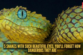 5 snakes with such beautiful eyes, you'll forget how dangerous they are