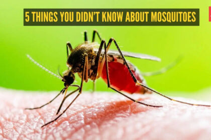 5 things you didn’t know about mosquitoes