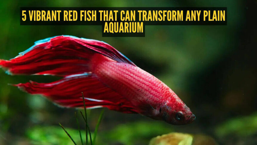 5 vibrant red fish that can transform any plain aquarium