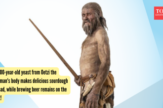 5,300-year-old yeast from Oetzi the Iceman's body makes delicious sourdough bread, while brewing beer remains on the list!