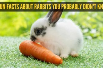 6 fun facts about rabbits you probably didn't know