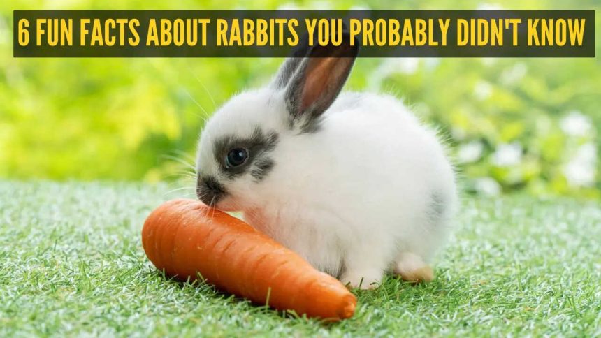 6 fun facts about rabbits you probably didn't know