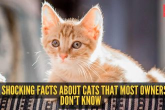 6 shocking facts about cats that most owners don't know
