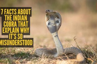 7 facts about the Indian cobra that explain why it’s so misunderstood