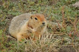 700,000-year-old squirrel poop reveals a lost Arctic world of mammoths, horses, and giant predators