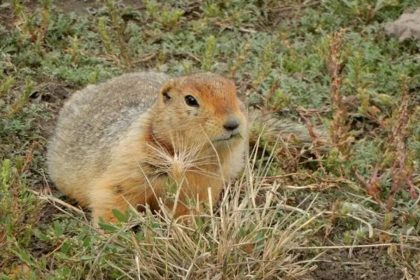 700,000-year-old squirrel poop reveals a lost Arctic world of mammoths, horses, and giant predators