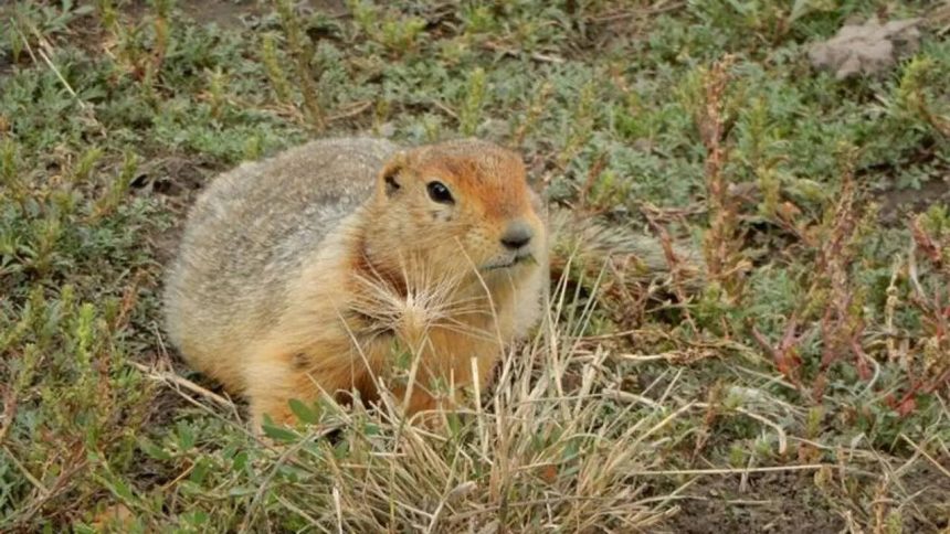 700,000-year-old squirrel poop reveals a lost Arctic world of mammoths, horses, and giant predators
