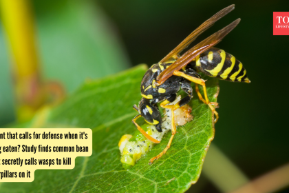 A plant that calls for defense when it's being eaten? Study finds common bean plant secretly calls wasps to kill caterpillars