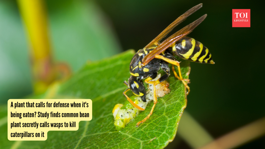 A plant that calls for defense when it's being eaten? Study finds common bean plant secretly calls wasps to kill caterpillars