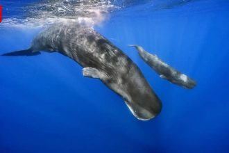 ‘What if we could have a word with the whales?’ Are scientists cracking the code of interspecies communication?