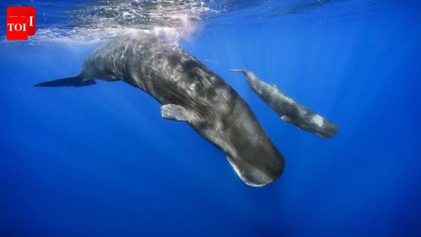 ‘What if we could have a word with the whales?’ Are scientists cracking the code of interspecies communication?