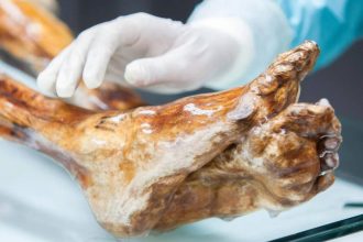 ‘Alive’ even after thousands of years? Scientists find signs of life on a 5,300-year-old ‘Ice Man’