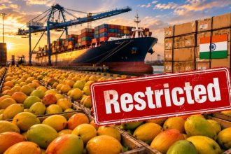 Another blow! After Japan, Nepal restricts mango imports from India