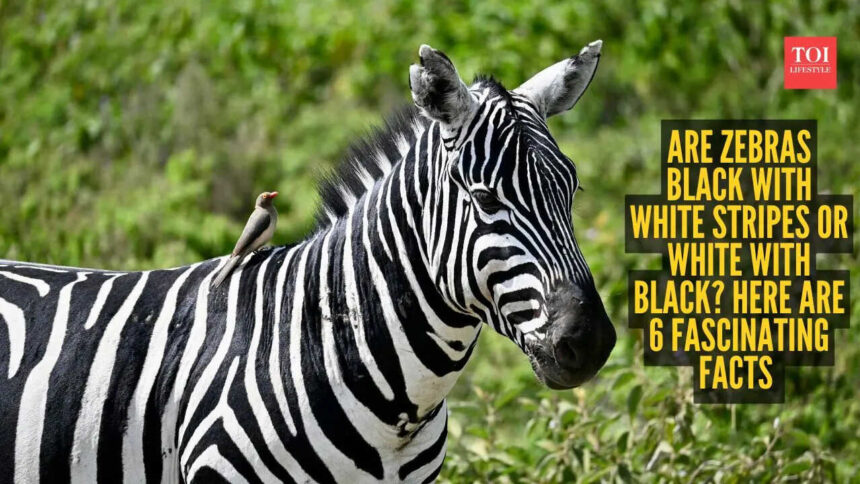 Are zebras black with white stripes or white with black? Here are 6 fascinating facts