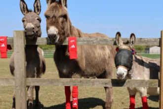 Arsenal's old socks found an unlikely new home: Rescued donkeys across Britain are wearing them for a surprising reason