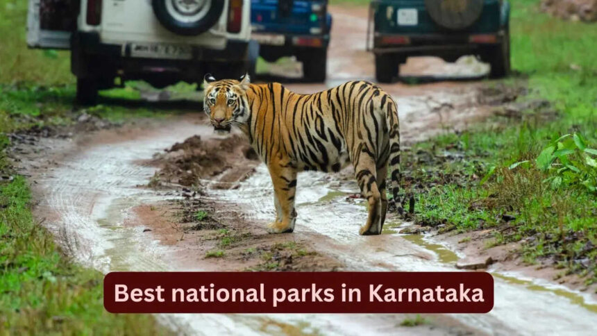 Best national parks in Karnataka: 8 wildlife destinations for tiger safari and birdwatching