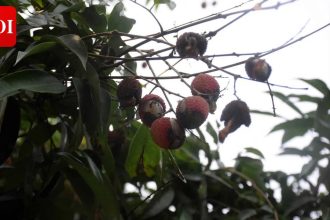 Bihar's famed Shahi litchi faces 70% crop loss due to climate change; Farmers struggle amid pest infestations and erratic wea