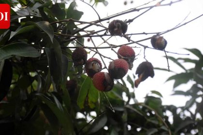 Bihar's famed Shahi litchi faces 70% crop loss due to climate change; Farmers struggle amid pest infestations and erratic wea